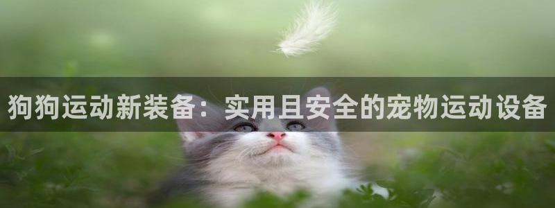 海南球客岛官网下载：狗狗运动新装备：实用且安全的宠物